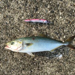 台風後ちょっと渋い